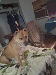 Lost Male Dog last seen Rowntree dr, Dade City, FL 33523