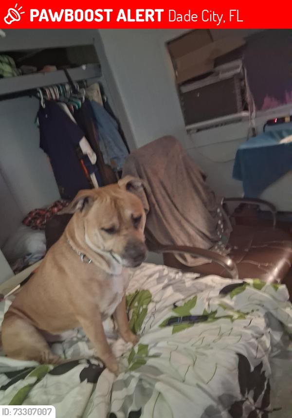 Lost Male Dog last seen Rowntree dr, Dade City, FL 33523