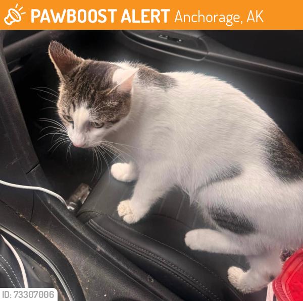 Found/Stray Female Cat last seen Hamilton Drive and Old Seward Highway, Anchorage, AK 99515