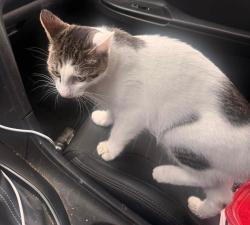 Found/Stray Female Cat last seen Hamilton Drive and Old Seward Highway, Anchorage, AK 99515