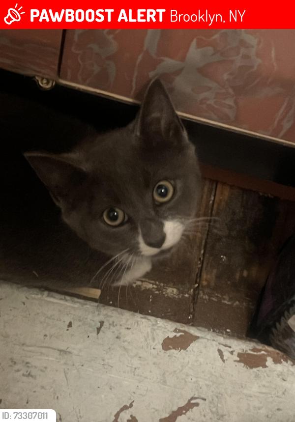 Lost Male Cat last seen sutton between driggs and nassau, Brooklyn, NY 11222
