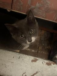 Lost Male Cat last seen sutton between driggs and nassau, Brooklyn, NY 11222