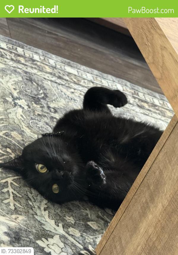 Reunited Male Cat last seen Murphy St, Des Moines, IA 50309