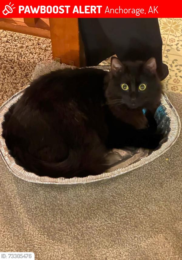 Lost Male Cat last seen Near Klevin St. Saint Anthony Catholic Church, Anchorage, AK 99508