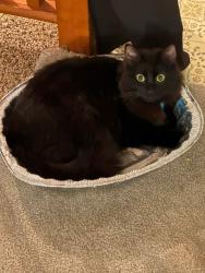 Lost Male Cat last seen Near Klevin St. Saint Anthony Catholic Church, Anchorage, AK 99508