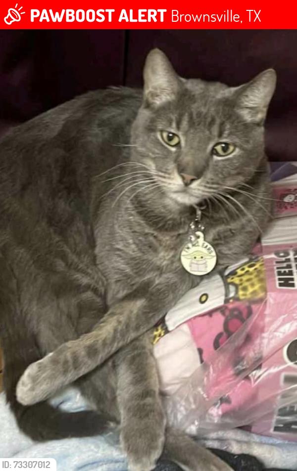 Lost Male Cat last seen International blvd, Brownsville, TX 78520
