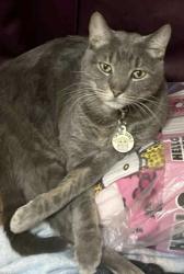 Lost Male Cat last seen International blvd, Brownsville, TX 78520