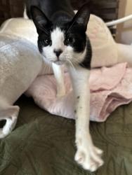 Lost Female Cat last seen Tiberon, Los Mochis, and Hacienda, Oceanside, CA 92056