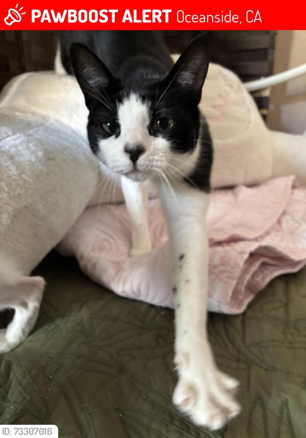 Lost Female Cat last seen Tiberon, Los Mochis, and Hacienda, Oceanside, CA 92056