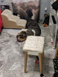 Reunited Male Dog last seen Smoke Ranch torrry pines, Las Vegas, NV 89108