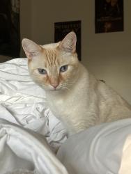 Lost Male Cat last seen unknown, Portland, OR 97213