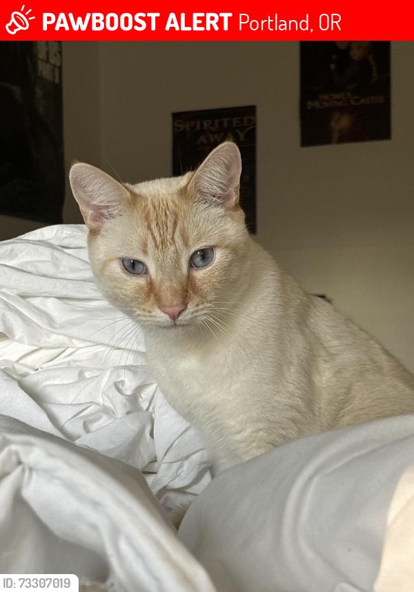 Lost Male Cat last seen unknown, Portland, OR 97213