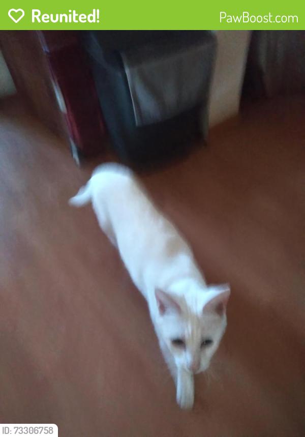 Reunited Female Cat last seen Esther Drive and South 14th Avenue, Lebanon, PA 17042