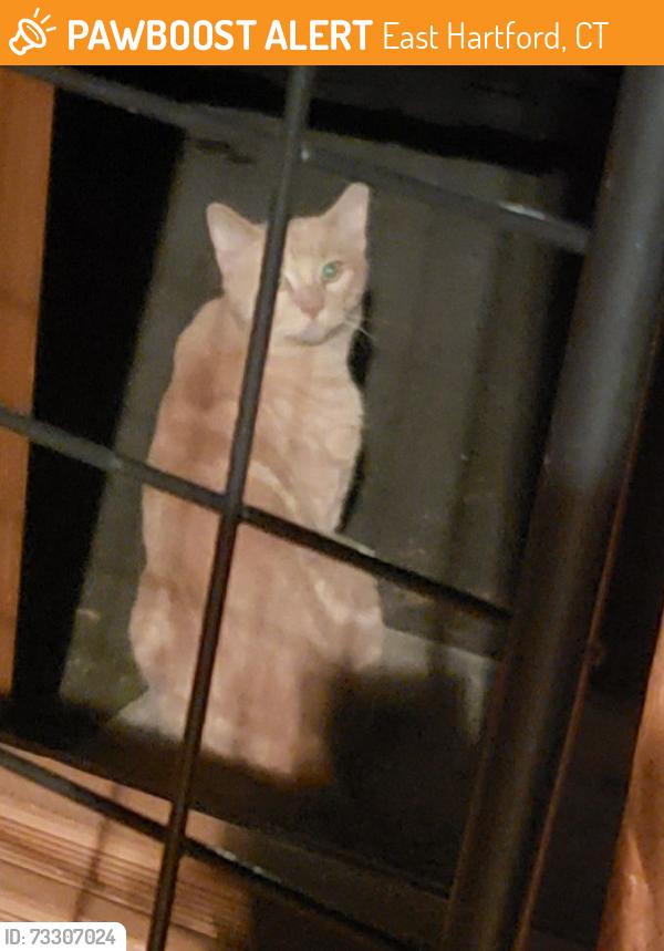 Found/Stray Unknown Cat last seen Ambrose Terrace, East Hartford, CT 06108