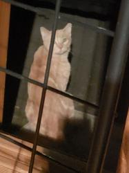 Found/Stray Unknown Cat last seen Ambrose Terrace, East Hartford, CT 06108
