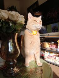 Lost Male Cat last seen Ocean view elementry, Albany, CA 94706