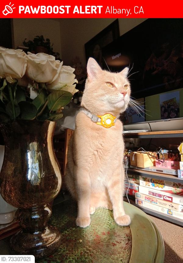 Lost Male Cat last seen Ocean view elementry, Albany, CA 94706