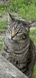 Lost Male Cat last seen Water Street, Perry, NY 14530