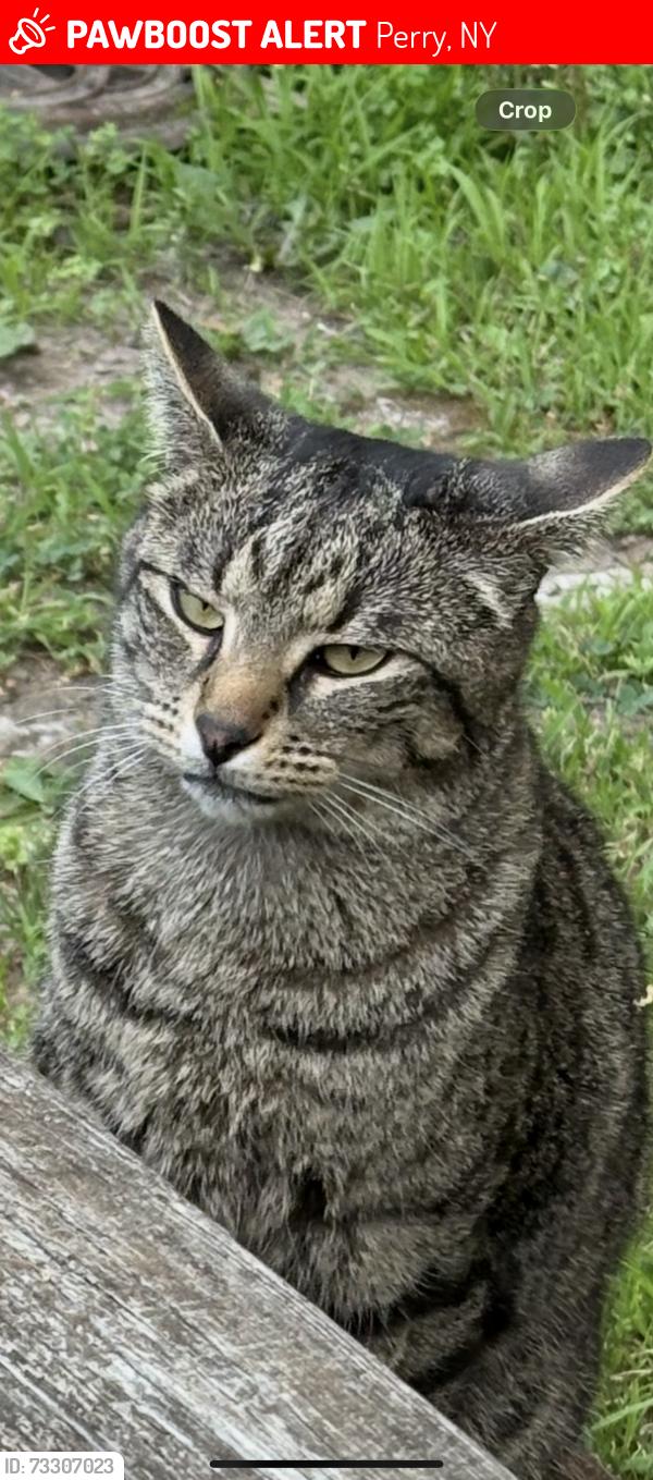 Lost Male Cat last seen Water Street, Perry, NY 14530