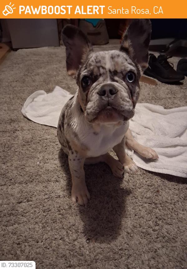Found/Stray Female Dog last seen Stony point, Santa Rosa, CA 95401