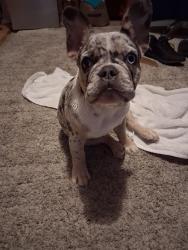 Found/Stray Female Dog last seen Stony point, Santa Rosa, CA 95401