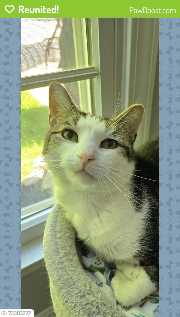 Reunited Male Cat last seen Lorain Rd, North Ridgeville, OH, USA, North Ridgeville, OH 44039