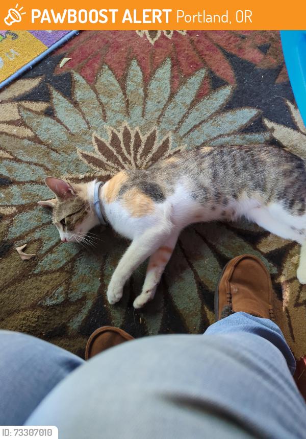 Found/Stray Female Cat last seen Weidler St and 30th, Portland, OR 97232