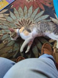 Found/Stray Female Cat last seen Weidler St and 30th, Portland, OR 97232