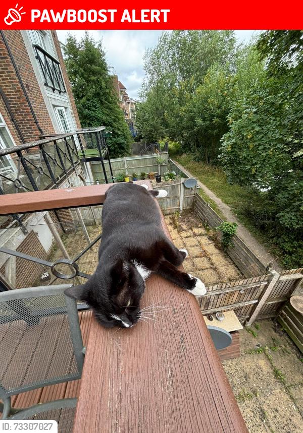 Lost Female Cat last seen Near bridge or rail track crossing in Aylesford, Kent, England ME20 7QN