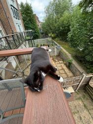 Lost Female Cat last seen Near bridge or rail track crossing in Aylesford, Kent, England ME20 7QN