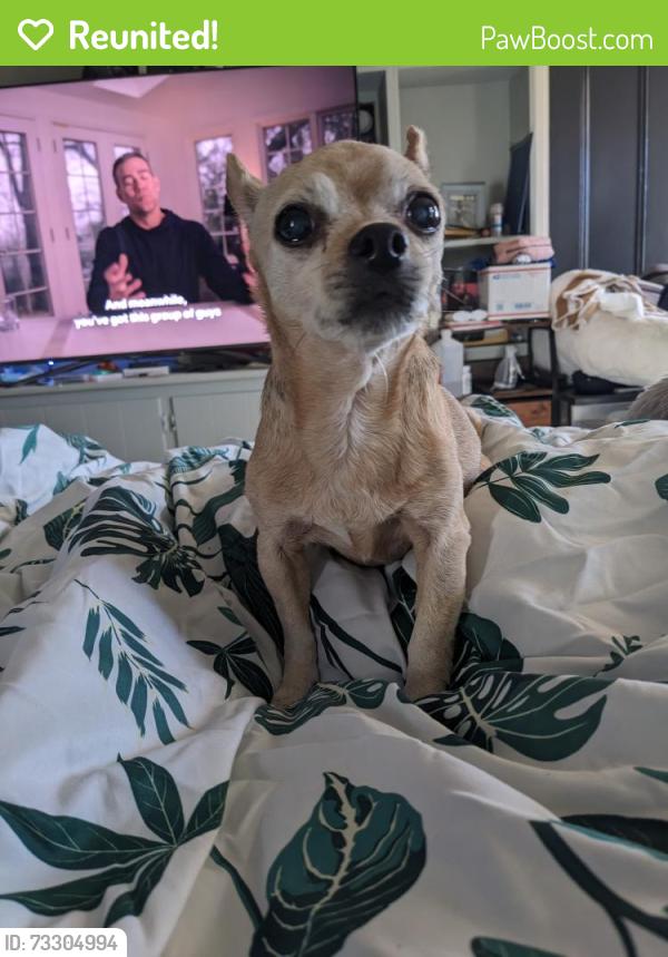 Reunited Female Dog last seen Sutton and Philhower, Lebanon, NJ 08833