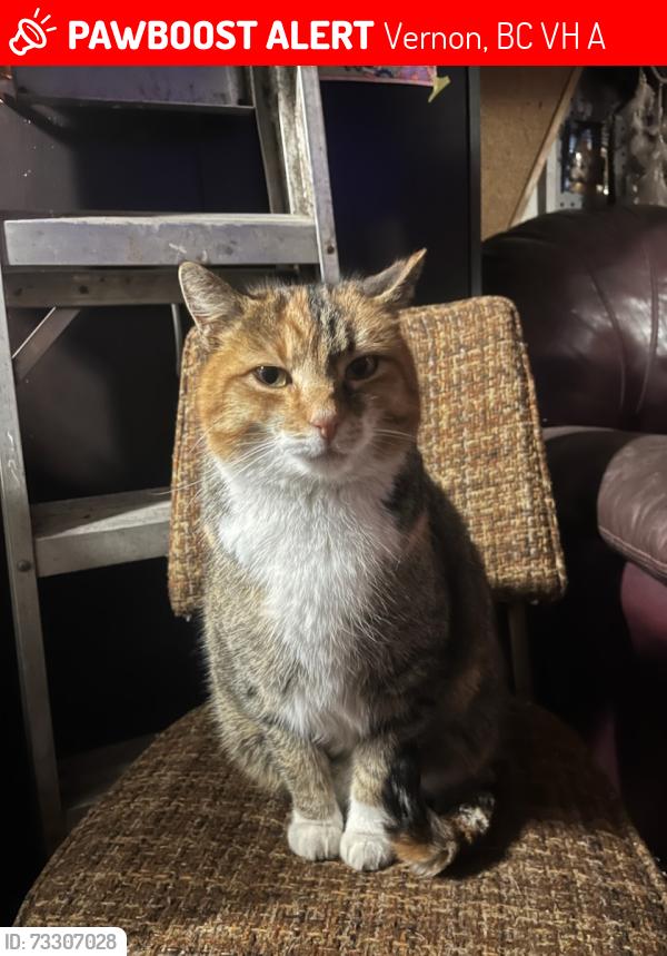 Lost Female Cat last seen Westside road north, Vernon, BC V1H 2A6