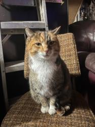 Lost Female Cat last seen Westside road north, Vernon, BC V1H 2A6