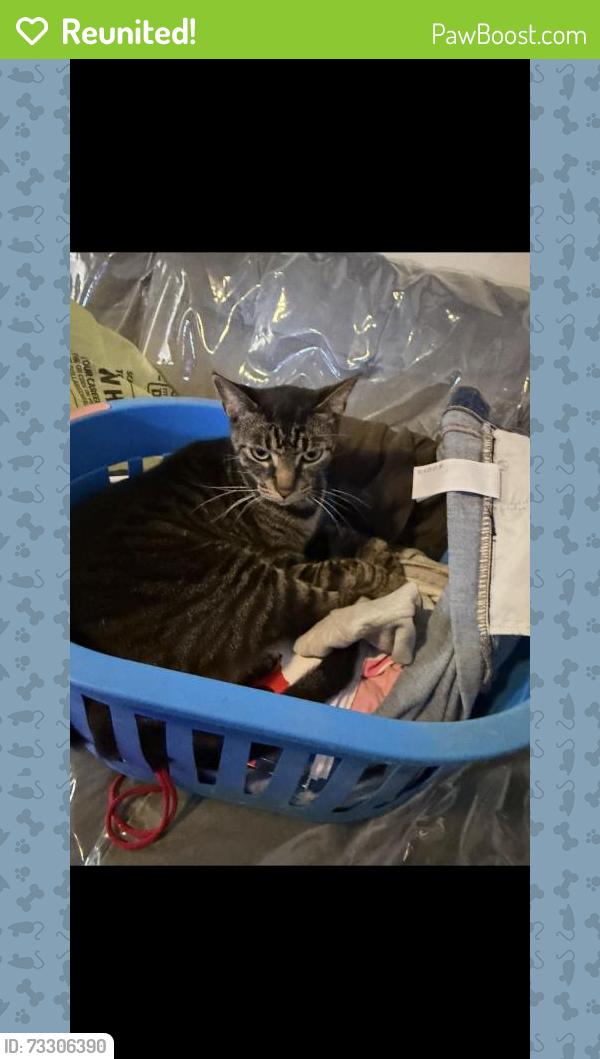 Reunited Female Cat last seen Yolanda Dr, San Antonio, TX 78228, USA, San Antonio, TX 78228