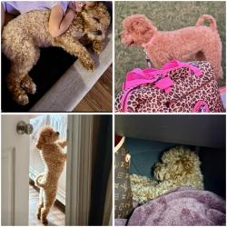 Lost Female Dog last seen Near OBMS, Olive Branch, MS 38654