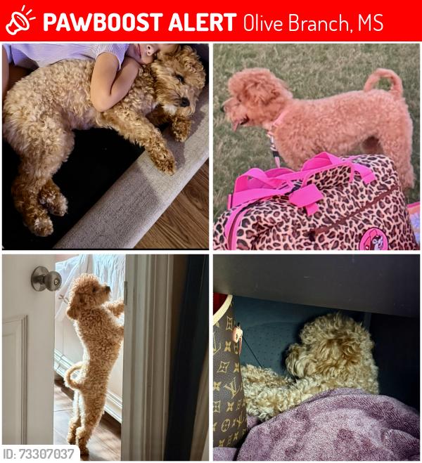 Lost Female Dog last seen Near OBMS, Olive Branch, MS 38654