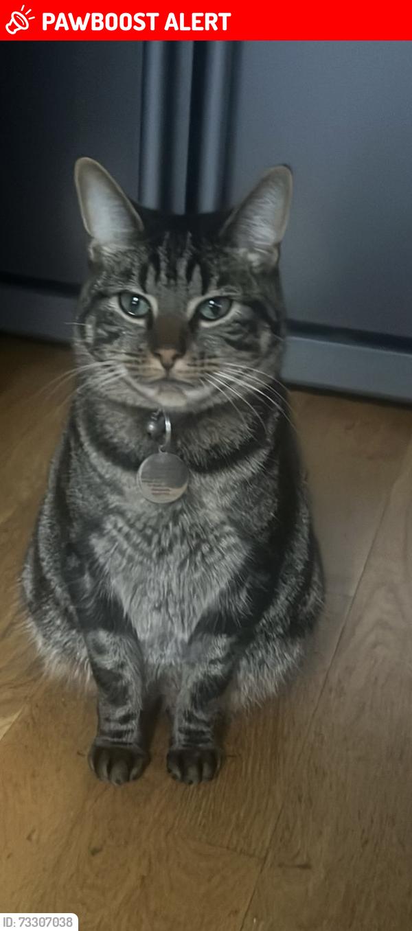 Lost Male Cat last seen Beechwood road, Bristol City, England BS16 3TG