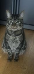 Lost Male Cat last seen Beechwood road, Bristol City, England BS16 3TG