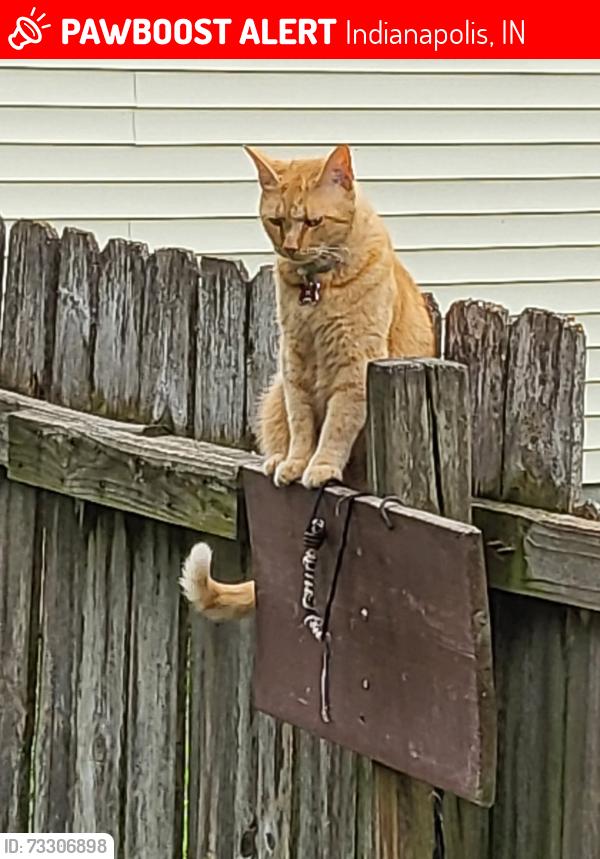Lost Male Cat last seen English and Hamilton st, Indianapolis, IN 46201