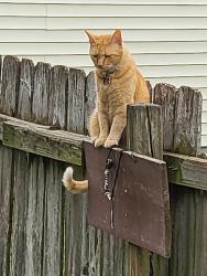 Lost Male Cat last seen English and Hamilton st, Indianapolis, IN 46201