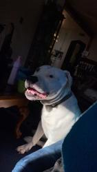 Lost Male Dog last seen N8502 kolpack rd, Bowler, WI 54416