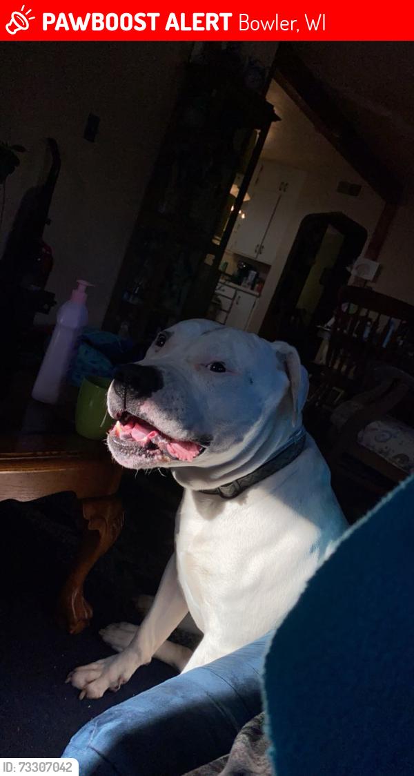 Lost Male Dog last seen N8502 kolpack rd, Bowler, WI 54416