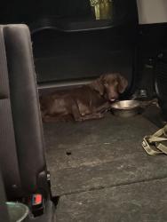 Found/Stray Male Dog last seen About 2 miles from Gilbert high school, Leesville, SC 29070