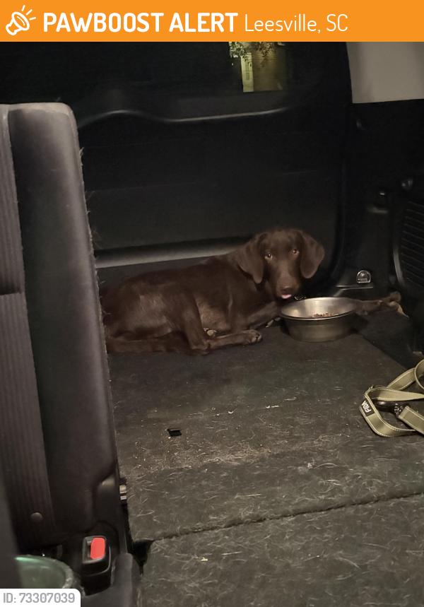 Found/Stray Male Dog last seen About 2 miles from Gilbert high school, Leesville, SC 29070