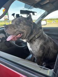 Lost Male Dog last seen I-64, Crozet, VA 22932