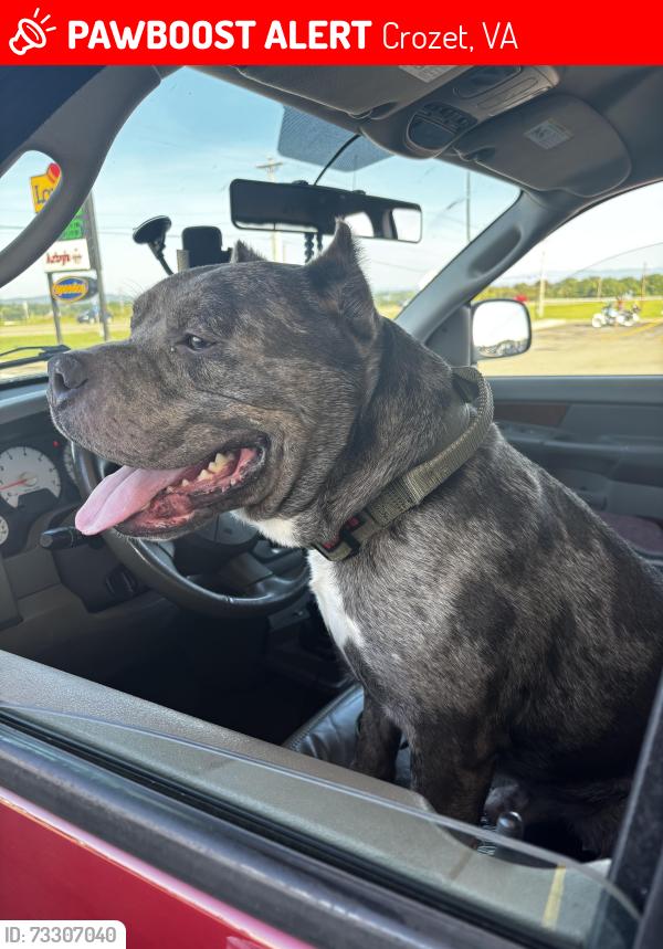 Lost Male Dog last seen I-64, Crozet, VA 22932