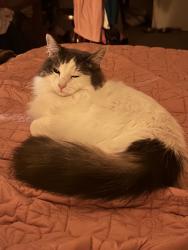 Lost Female Cat last seen 18th and Tillamook, Portland, OR 97212