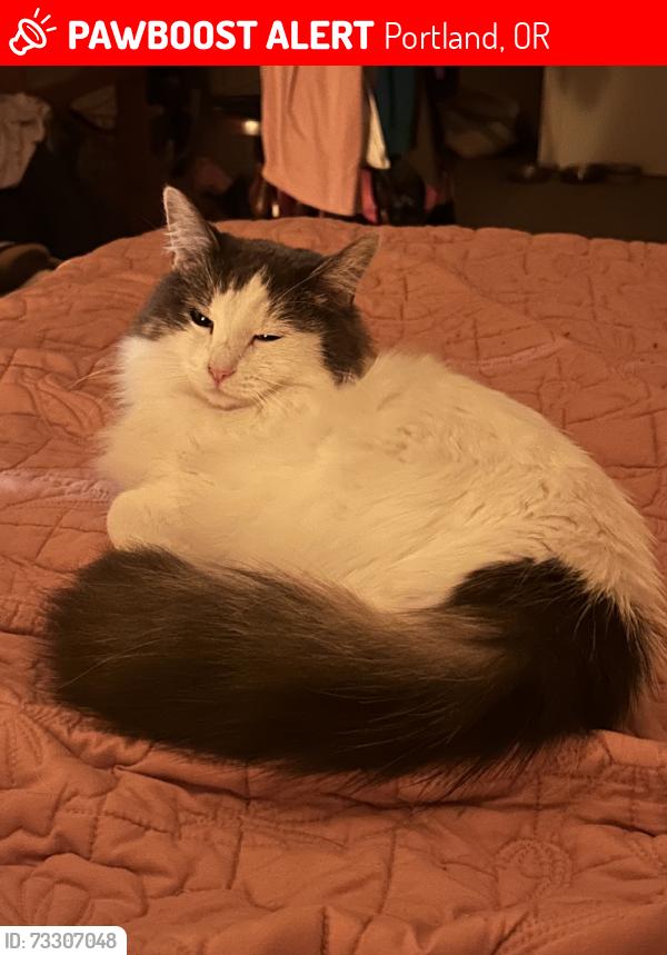 Lost Female Cat last seen 18th and Tillamook, Portland, OR 97212