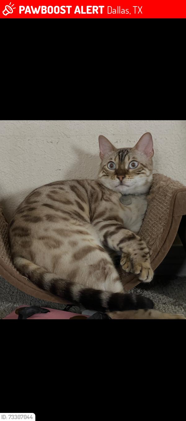 Lost Male Cat last seen Great Plains Ave, Dallas, TX 75241