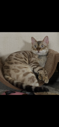 Lost Male Cat last seen Great Plains Ave, Dallas, TX 75241
